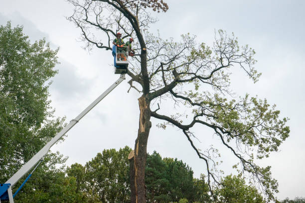 How Our Tree Care Process Works  in  Southwest Sandhill, TX