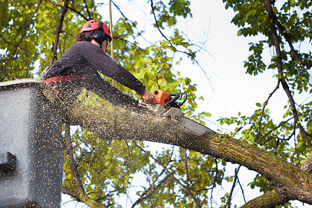 Southwest Sandhill, TX Tree Services Company